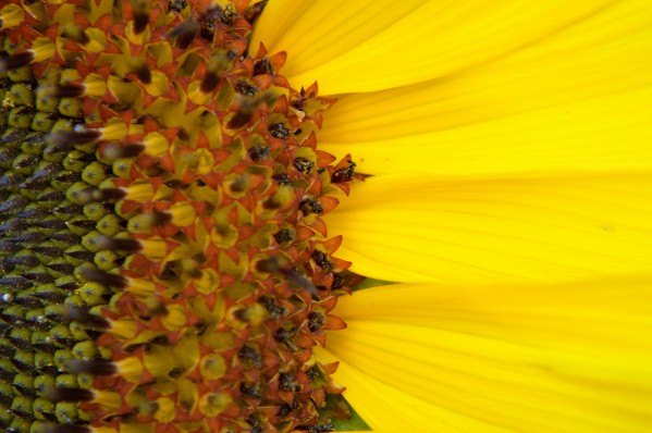Sunflower American Giant variety macro  Print